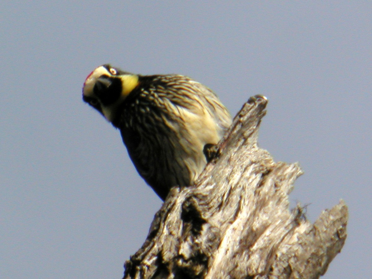 Acorn Woodpecker - ML43827121