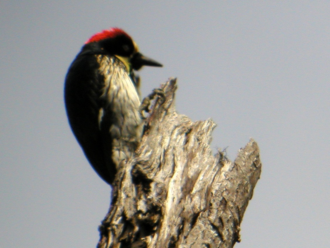 Acorn Woodpecker - ML43827131