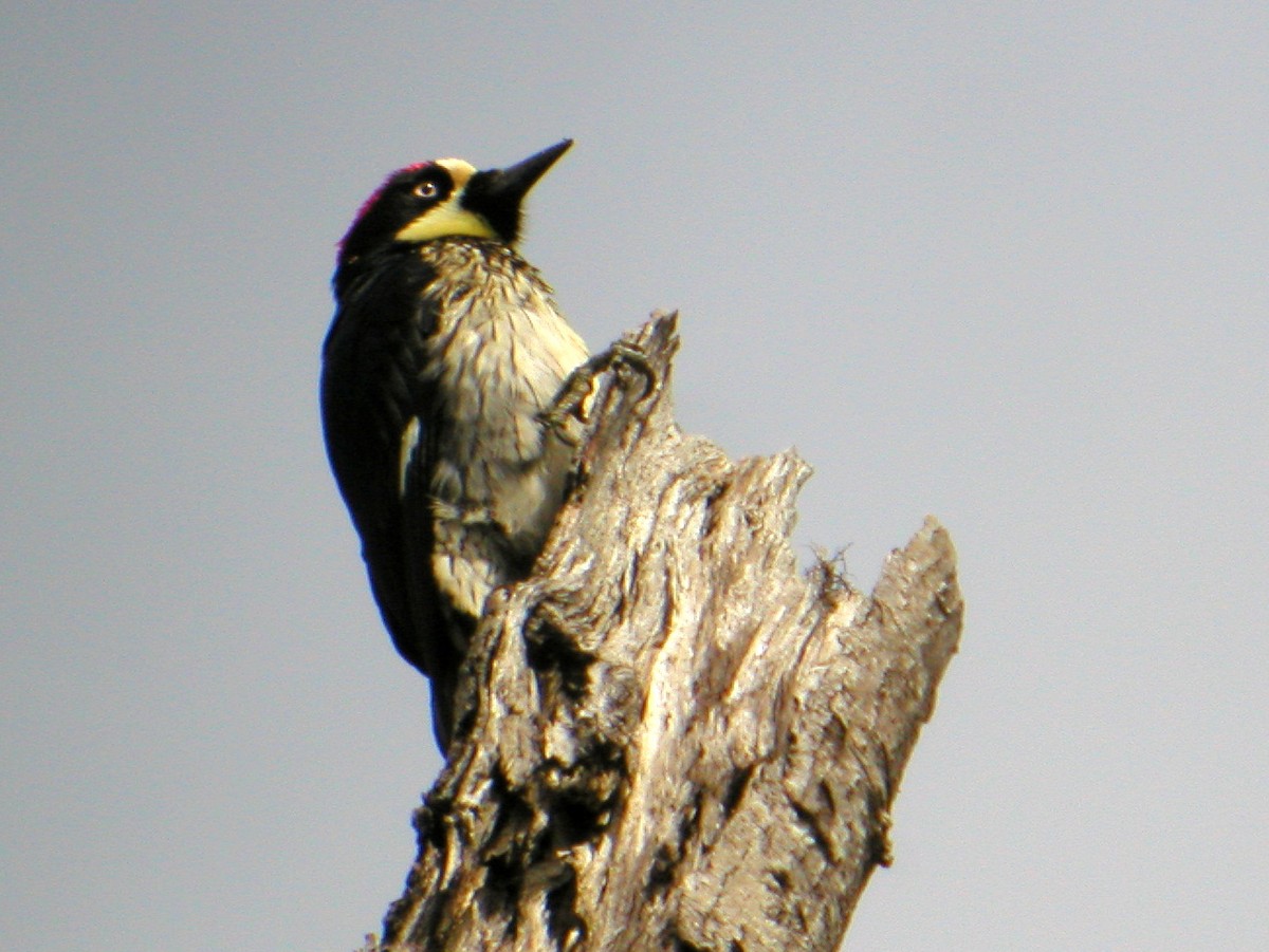 Acorn Woodpecker - ML43827141