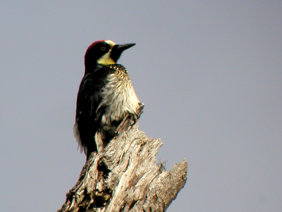 Acorn Woodpecker - ML43827151