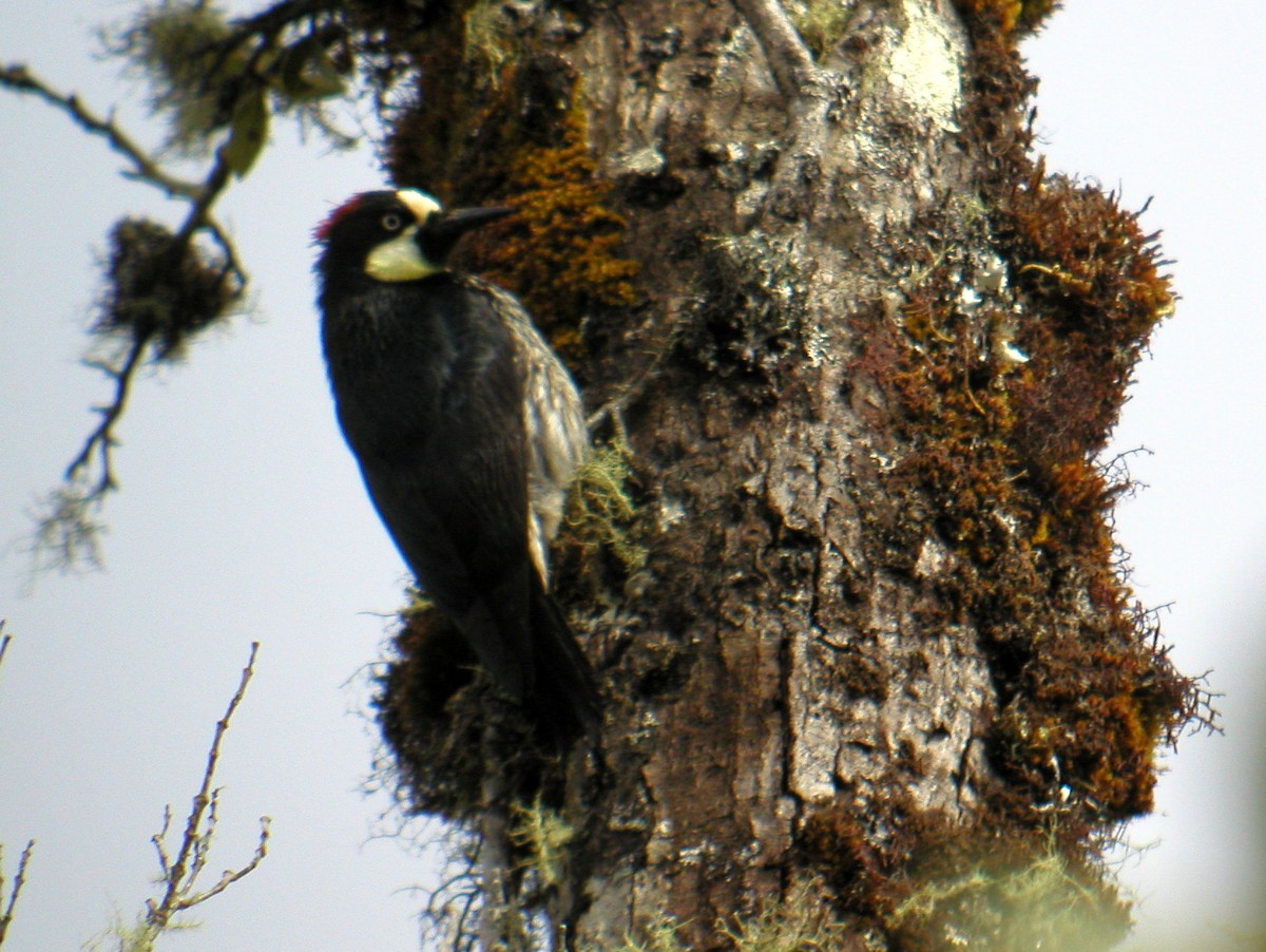 Acorn Woodpecker - ML43827161