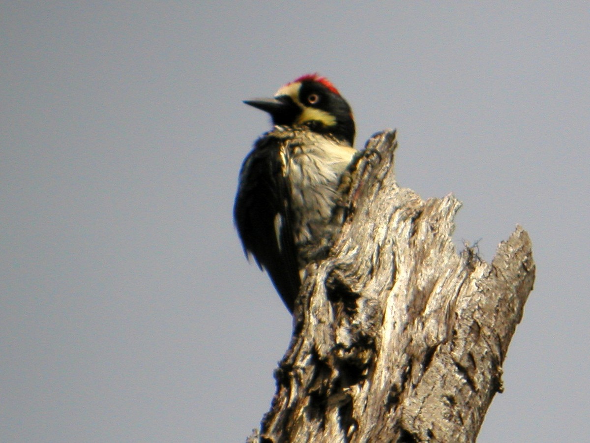 Acorn Woodpecker - ML43827171