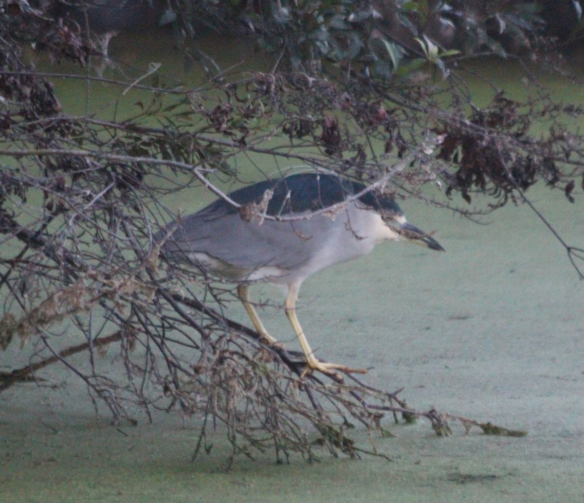 Black-crowned Night Heron - William Scott