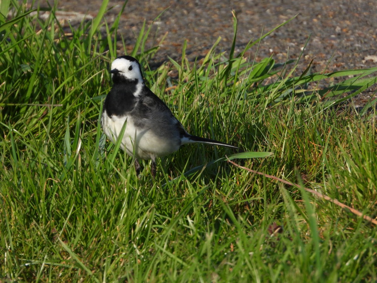 White Wagtail (British) - stephen  carter