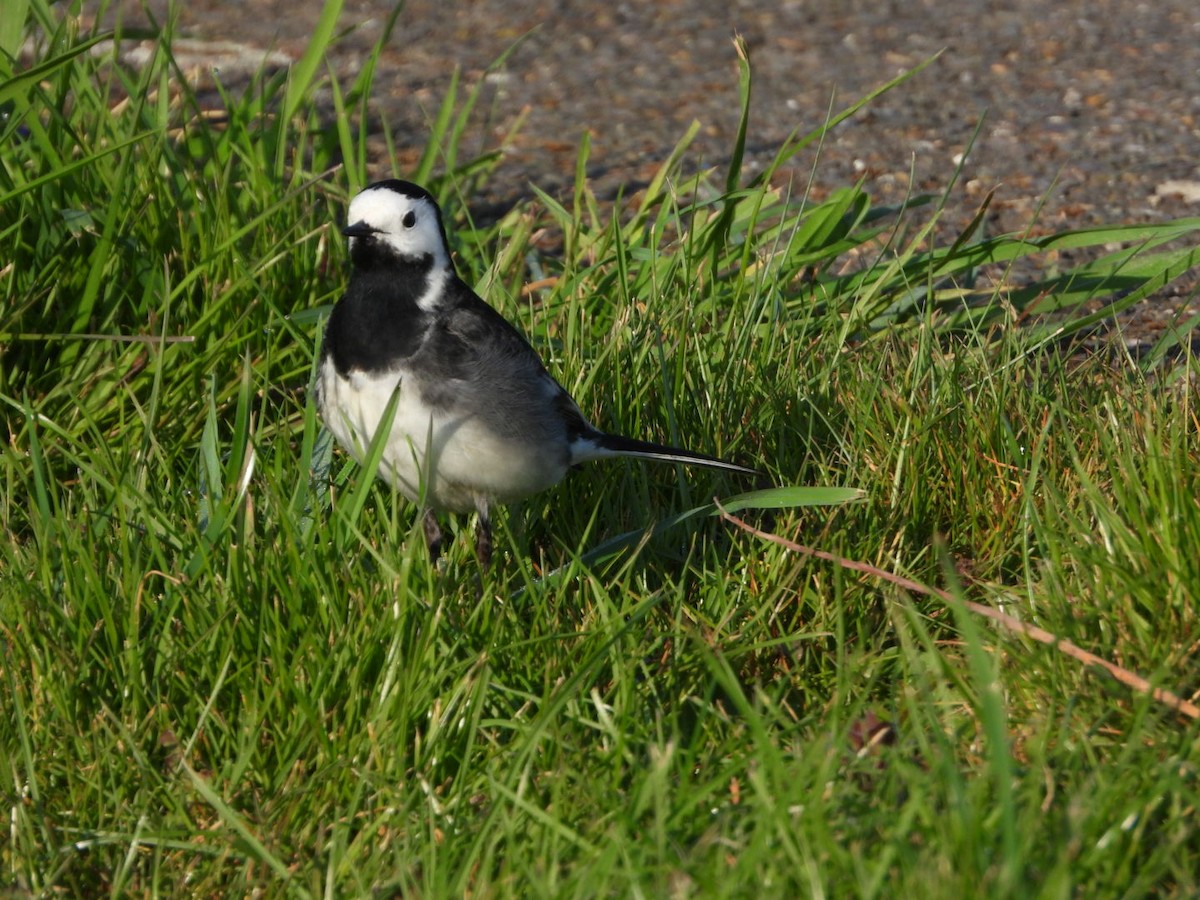 Lavandera Blanca (yarrellii) - ML438271921