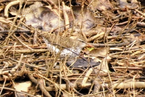 Spotted Sandpiper - Mollie Bading