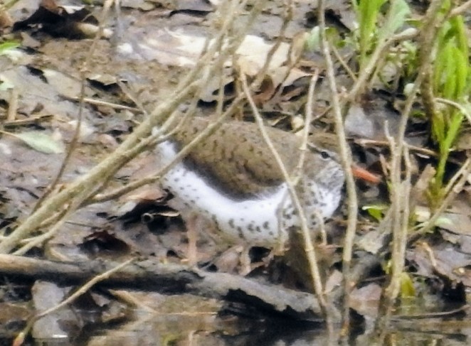 Spotted Sandpiper - Mollie Bading