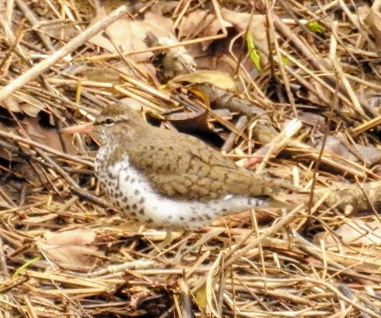 Spotted Sandpiper - Mollie Bading