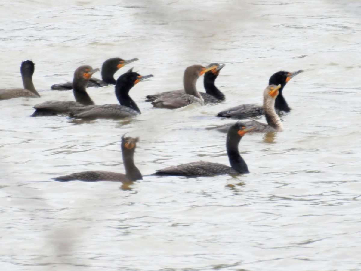 Double-crested Cormorant - ML438272881