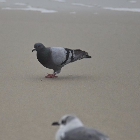 Rock Pigeon (Feral Pigeon) - ML438273461