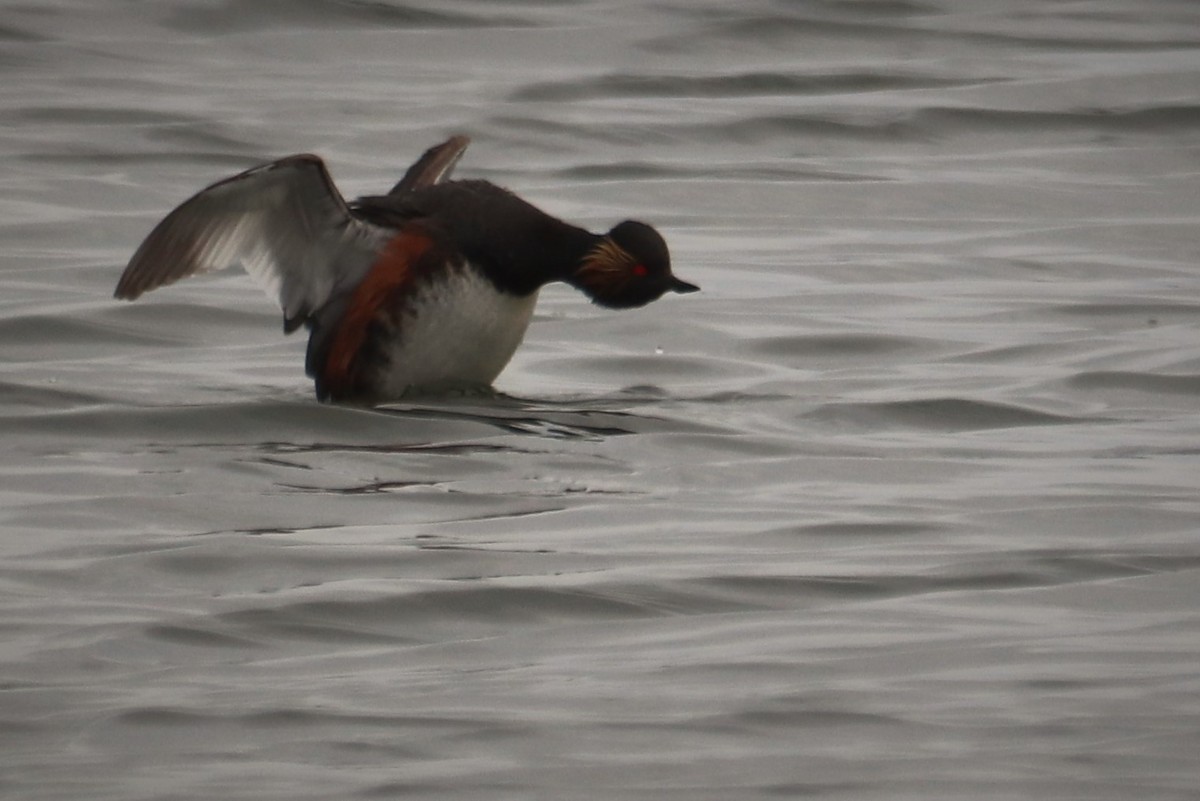 Eared Grebe - ML438274841