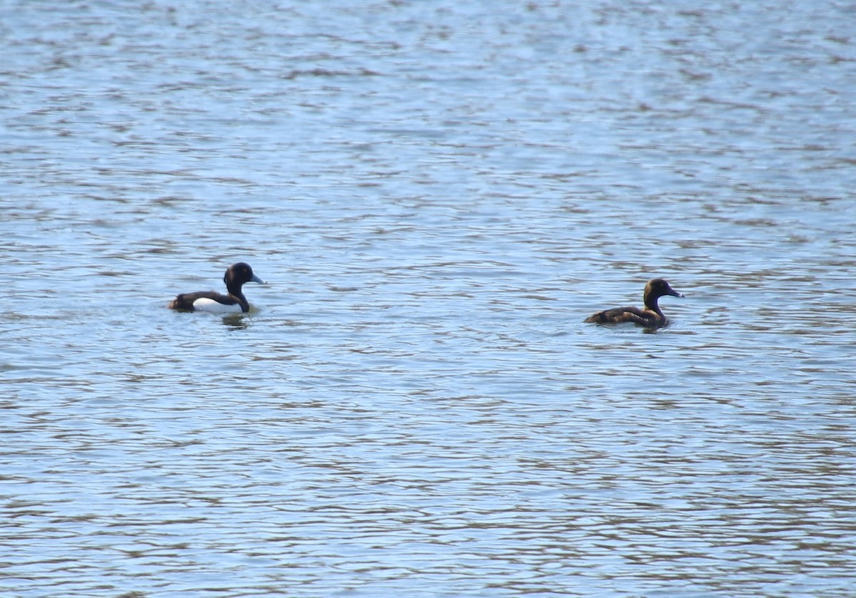 Tufted Duck - ML438276461