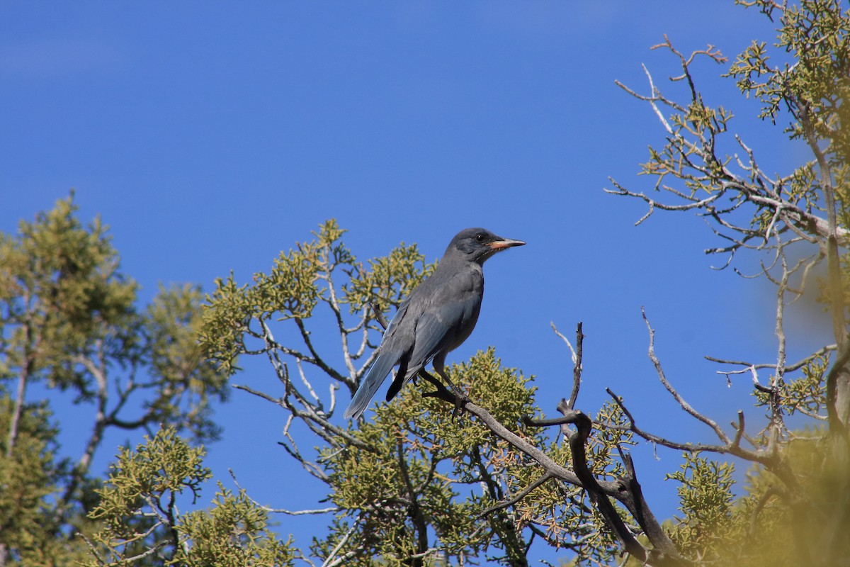 Pinyon Jay - Tory Mathis