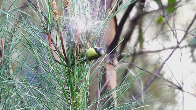 Great Tit - ML438277911