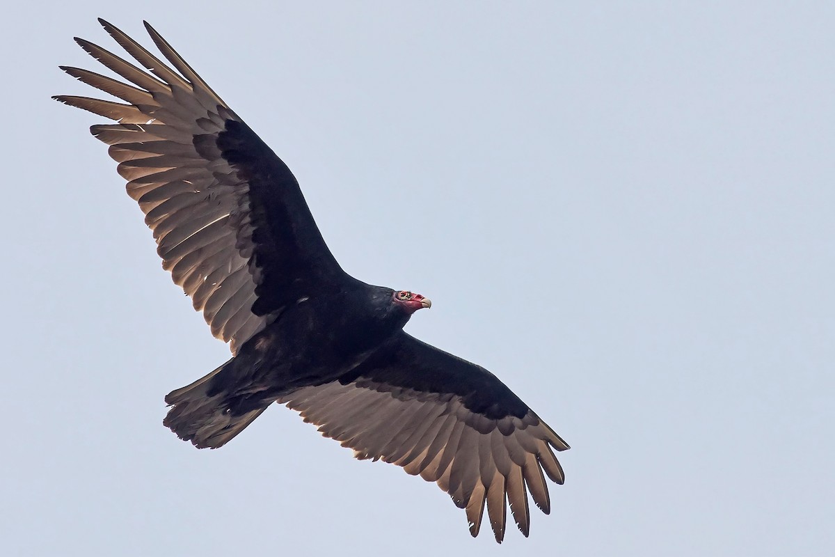 Turkey Vulture - Daniel Campeau