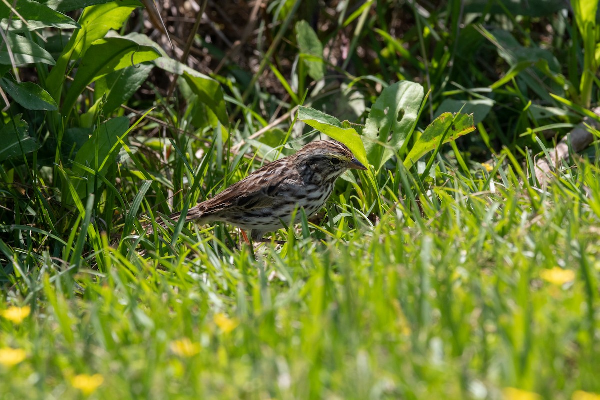Savannah Sparrow - ML438278601