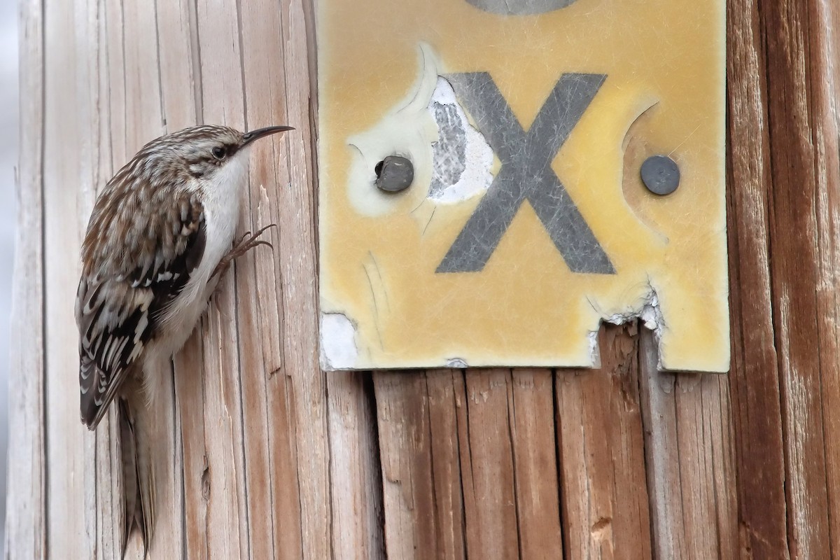 Brown Creeper - ML438278861