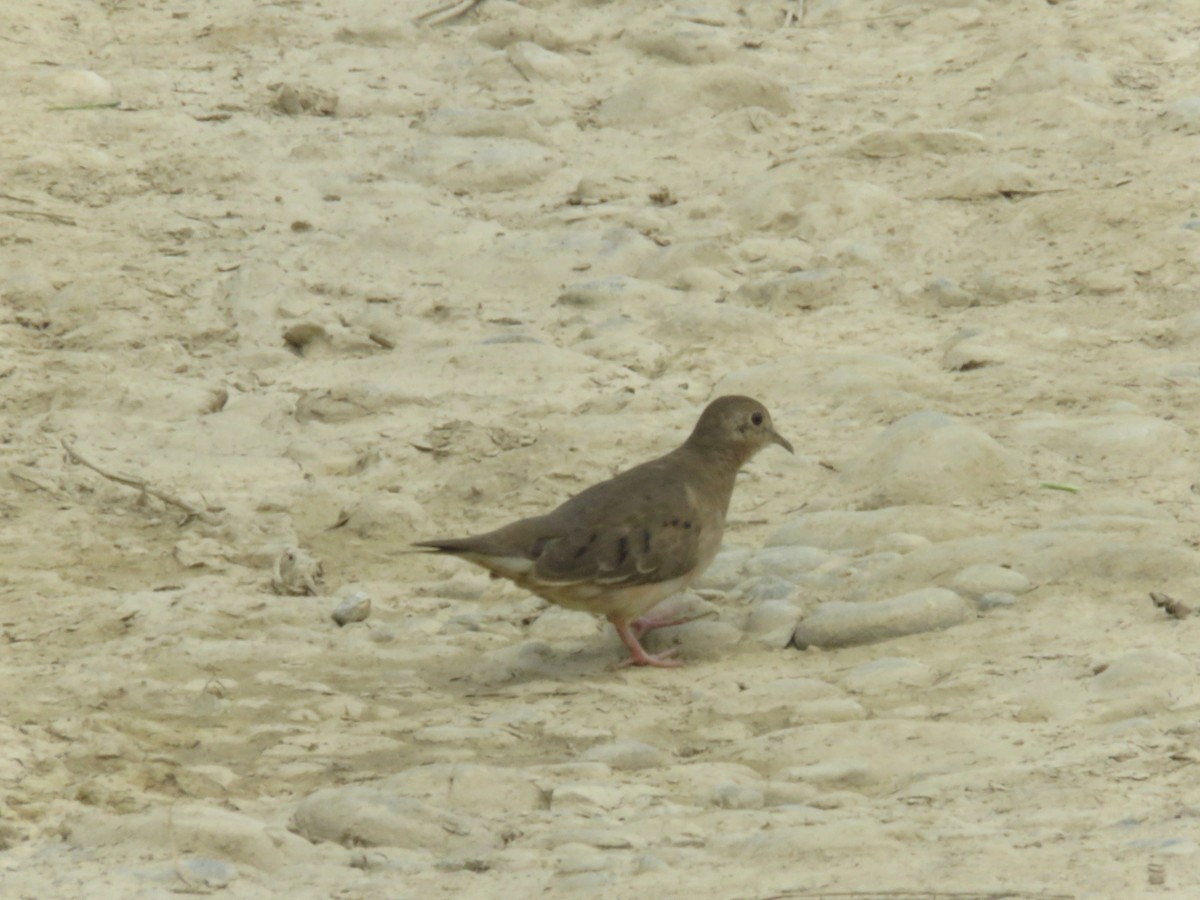 Plain-breasted Ground Dove - ML438278921