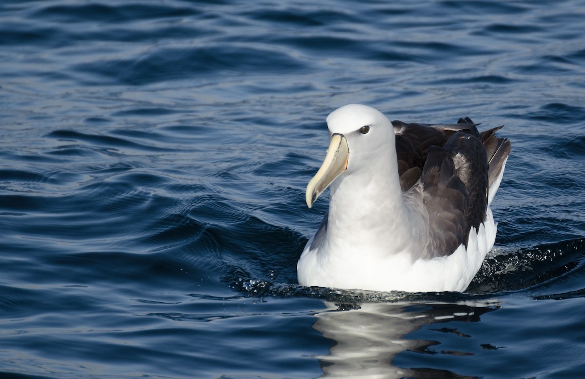 albatros snarský - ML438279041