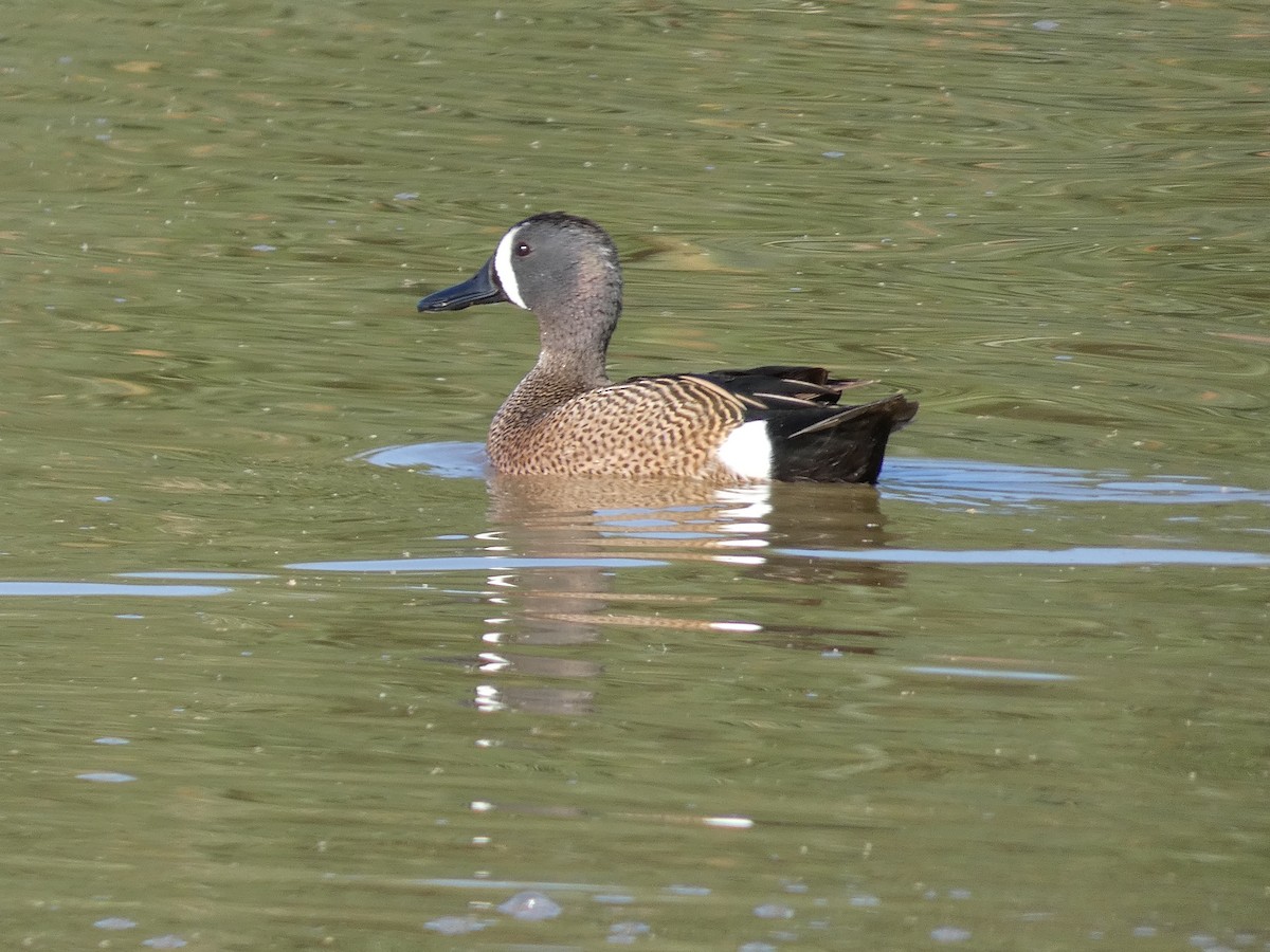 Blue-winged Teal - ML438280121