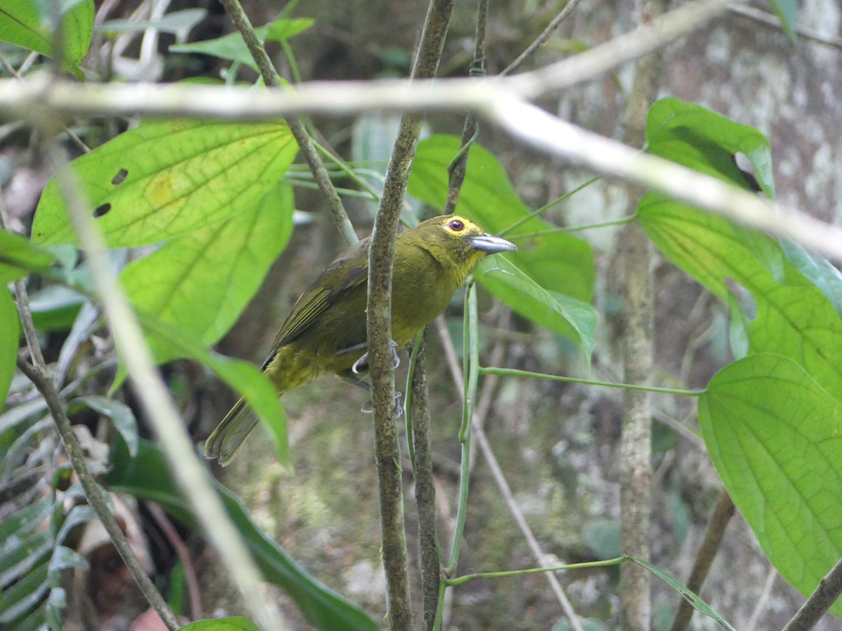 Lemon-spectacled Tanager - Simon  Allen