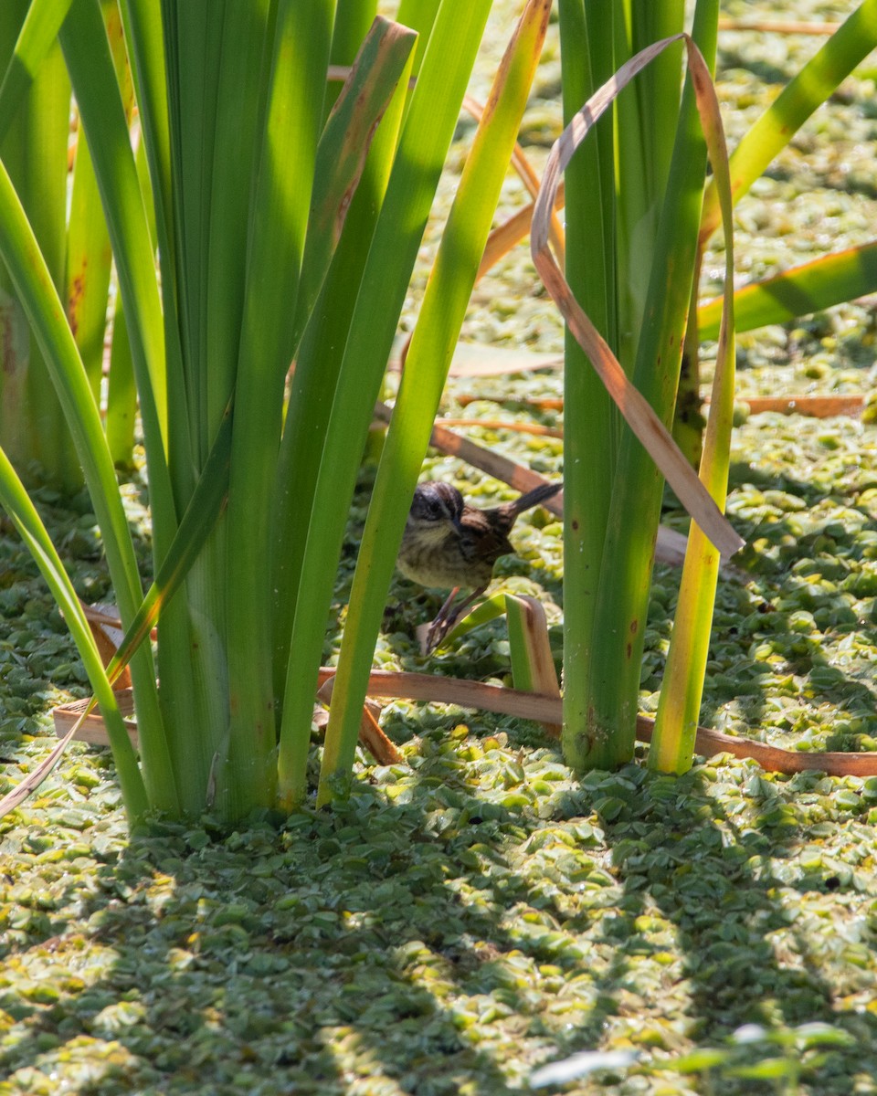 Swamp Sparrow - ML438282491