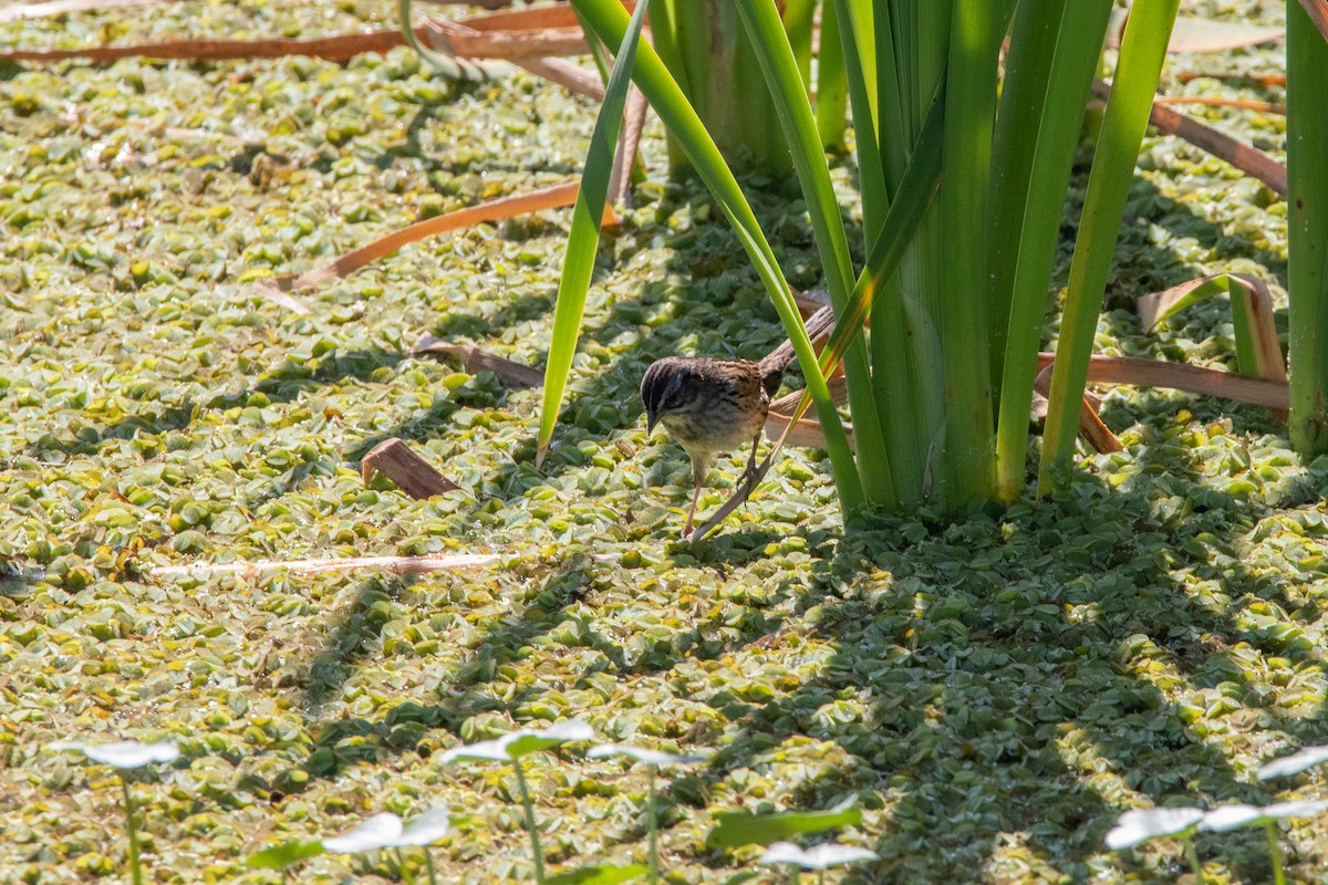 Swamp Sparrow - ML438282581