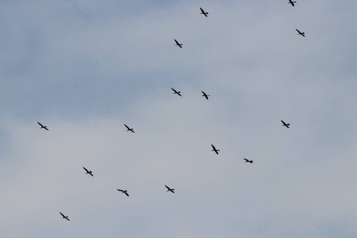 Anhinga - ML438283951