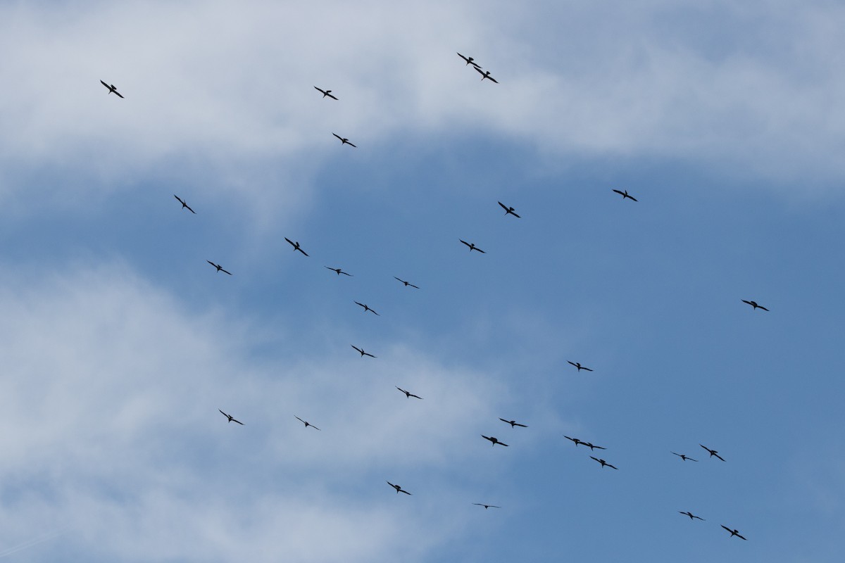 Anhinga - ML438283961