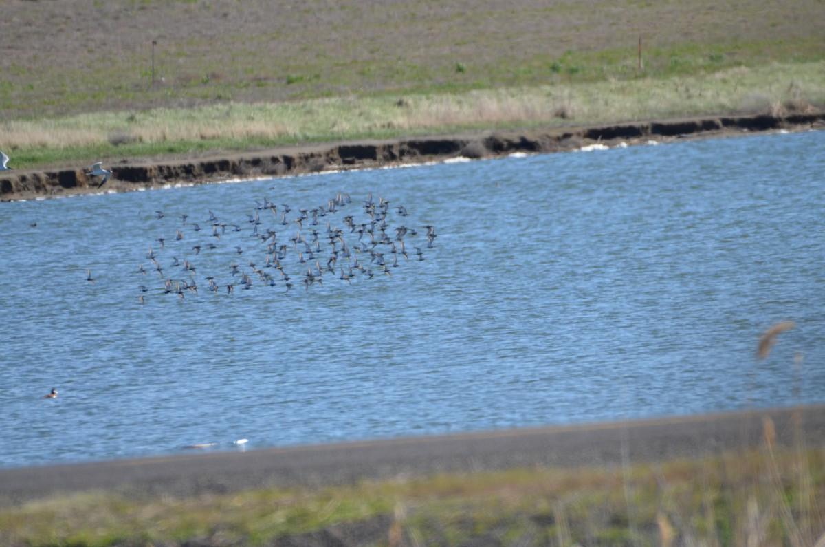 Dunlin - ML438284281