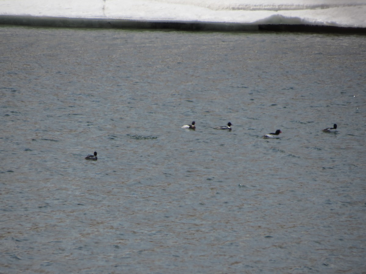 Red-breasted Merganser - Ryan Dudragne