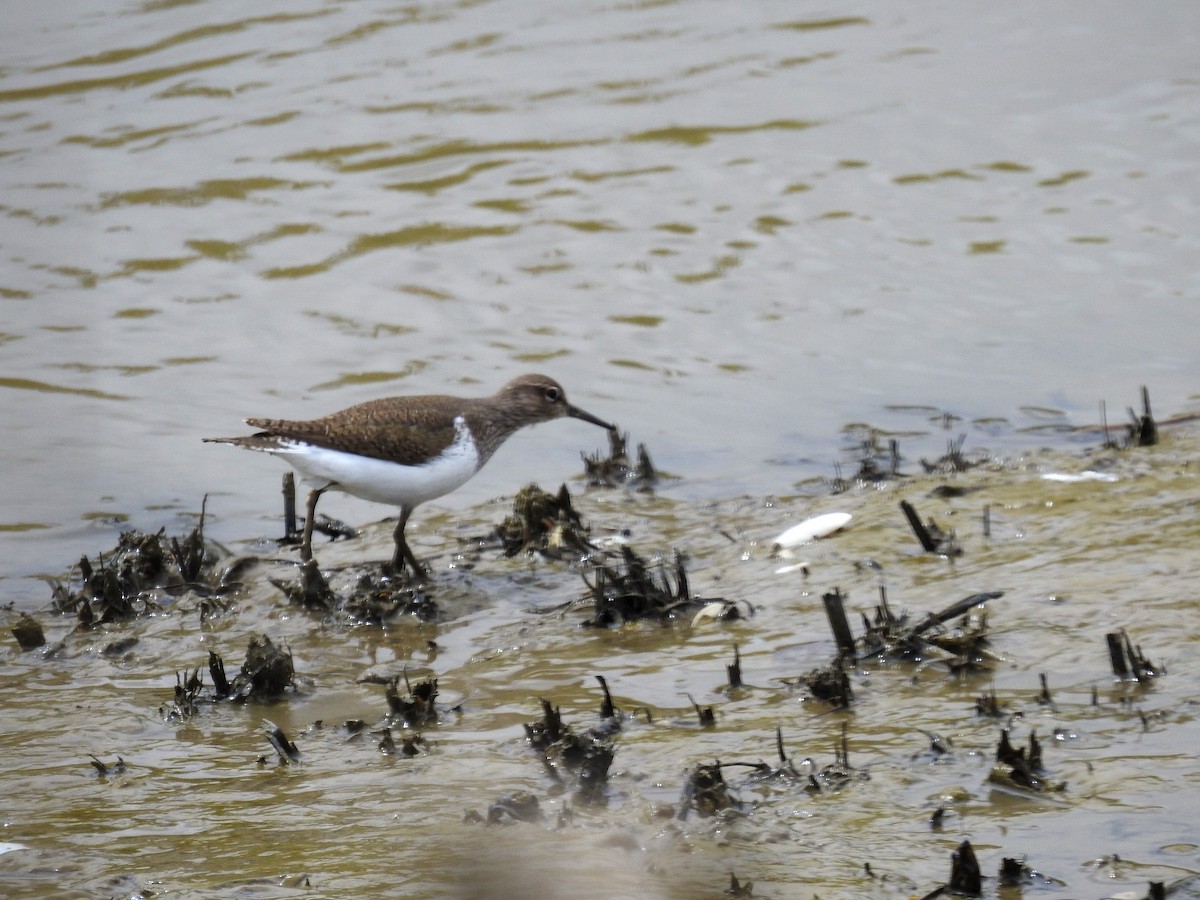 Common Sandpiper - ML438285541