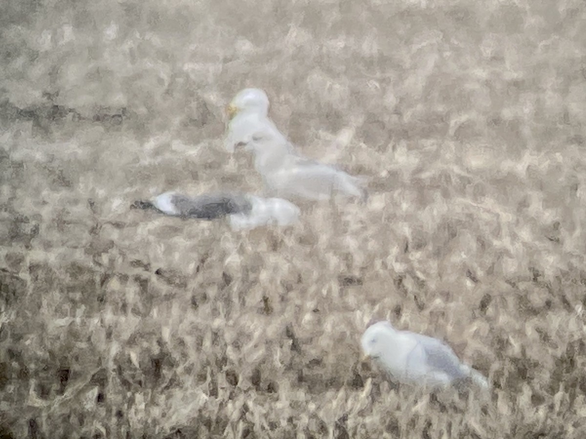 Lesser Black-backed Gull - ML438285871