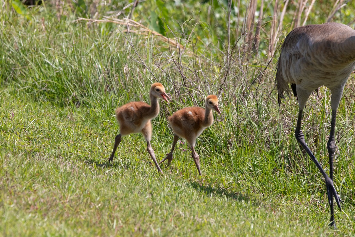 Sandhill Crane - ML438286051