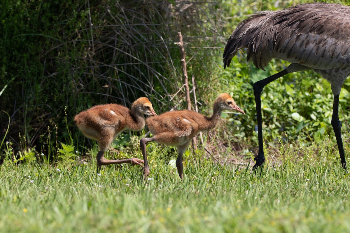 Sandhill Crane - ML438286071