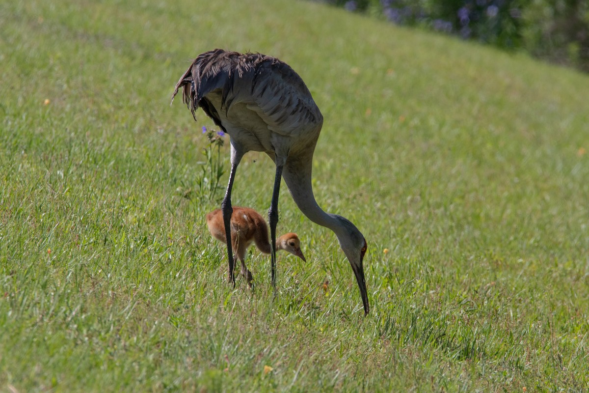 Sandhill Crane - ML438286081