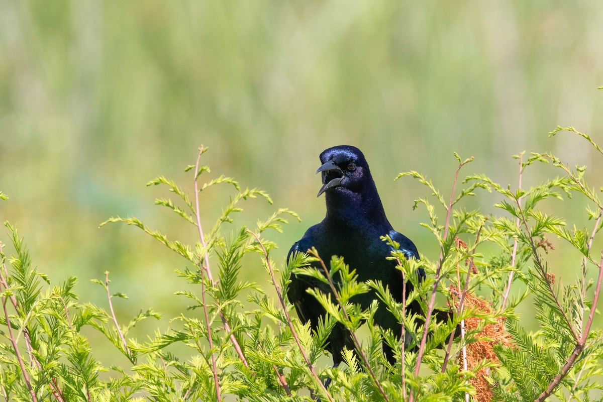 Boat-tailed Grackle - ML438286891