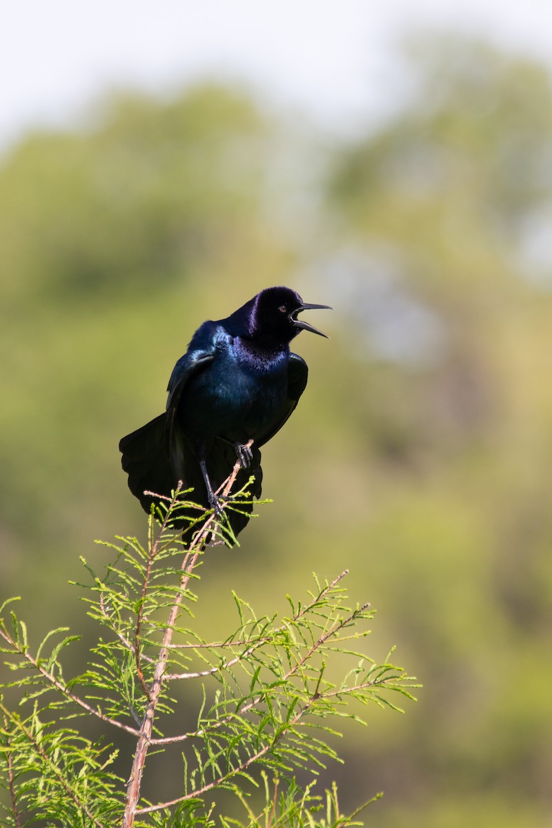 Boat-tailed Grackle - ML438287631