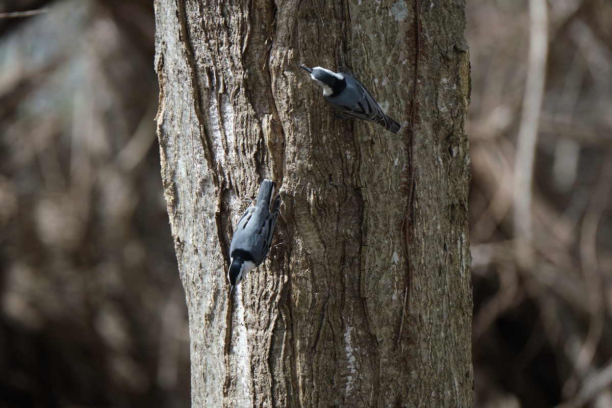 White-breasted Nuthatch - ML438288021