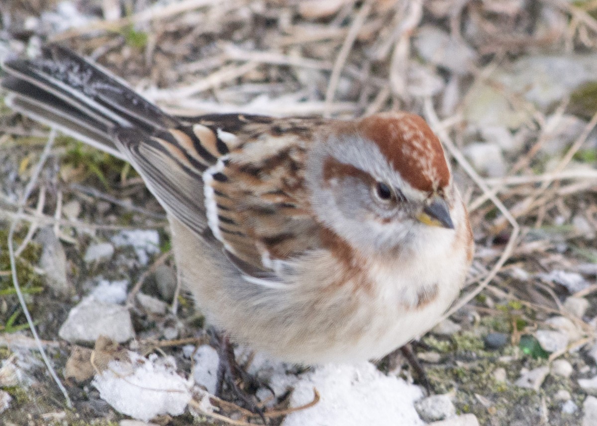 American Tree Sparrow - ML43828811