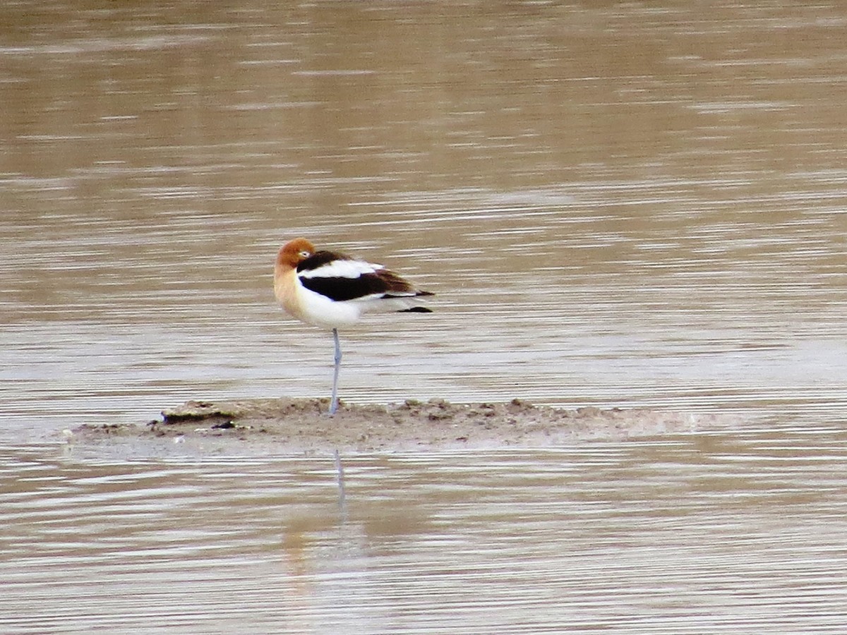 American Avocet - ML438288471