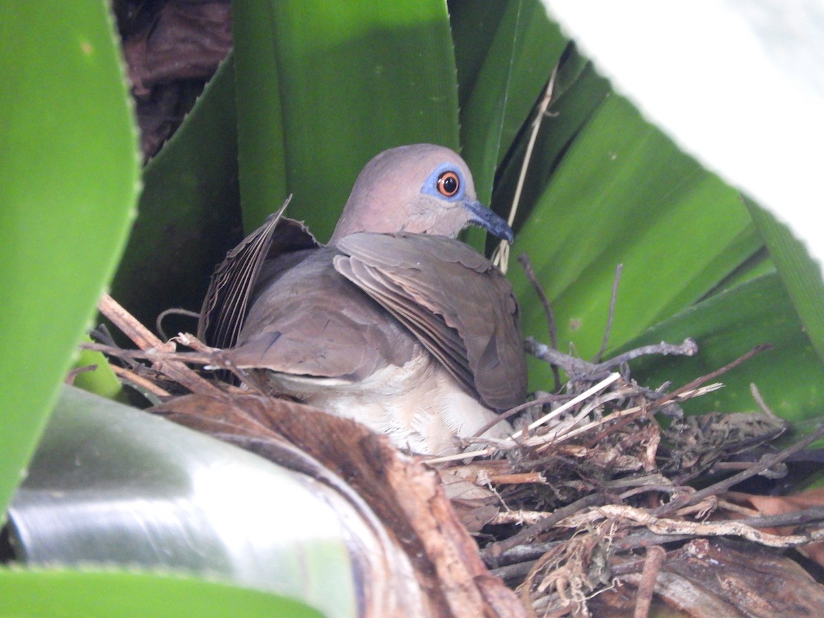 White-tipped Dove - ML438289611