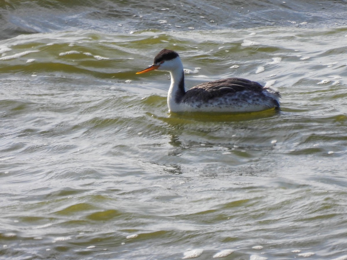 Clark's Grebe - ML438290581