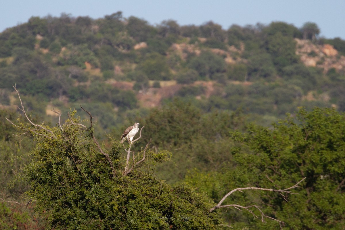 Martial Eagle - Alexander Hagge