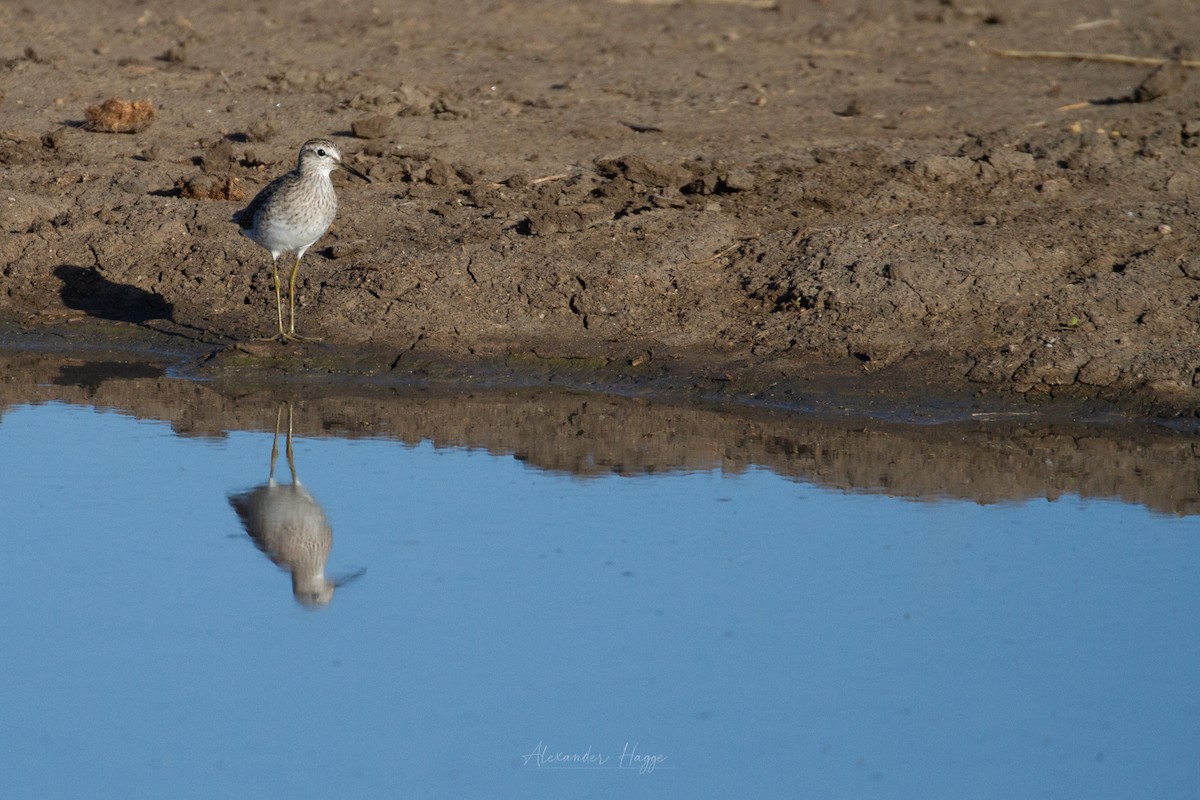 Wood Sandpiper - Alexander Hagge