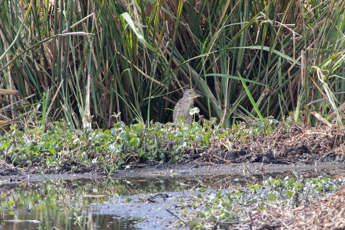 Black-crowned Night Heron - ML438291881