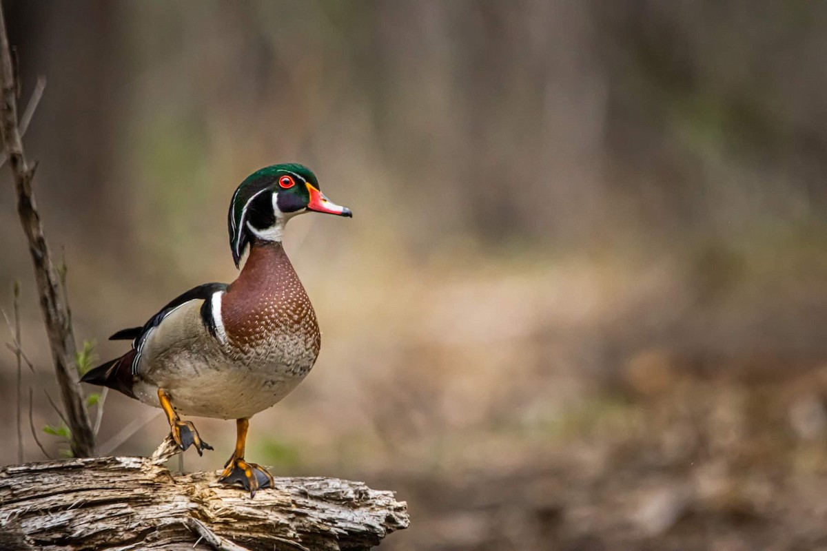 Wood Duck - ML438293131