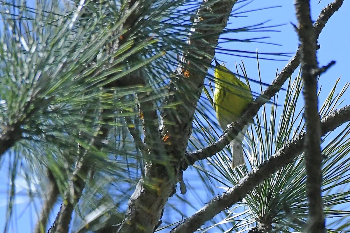 Pine Warbler - ML438293261