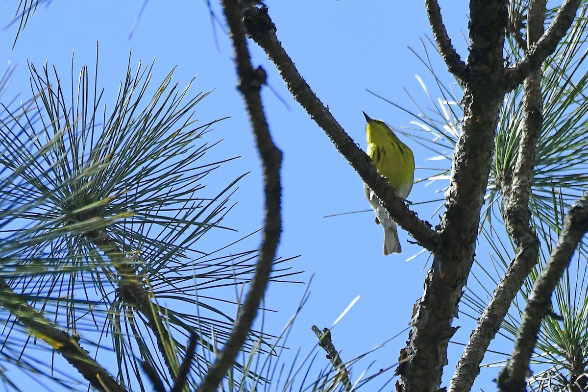 Pine Warbler - ML438293351