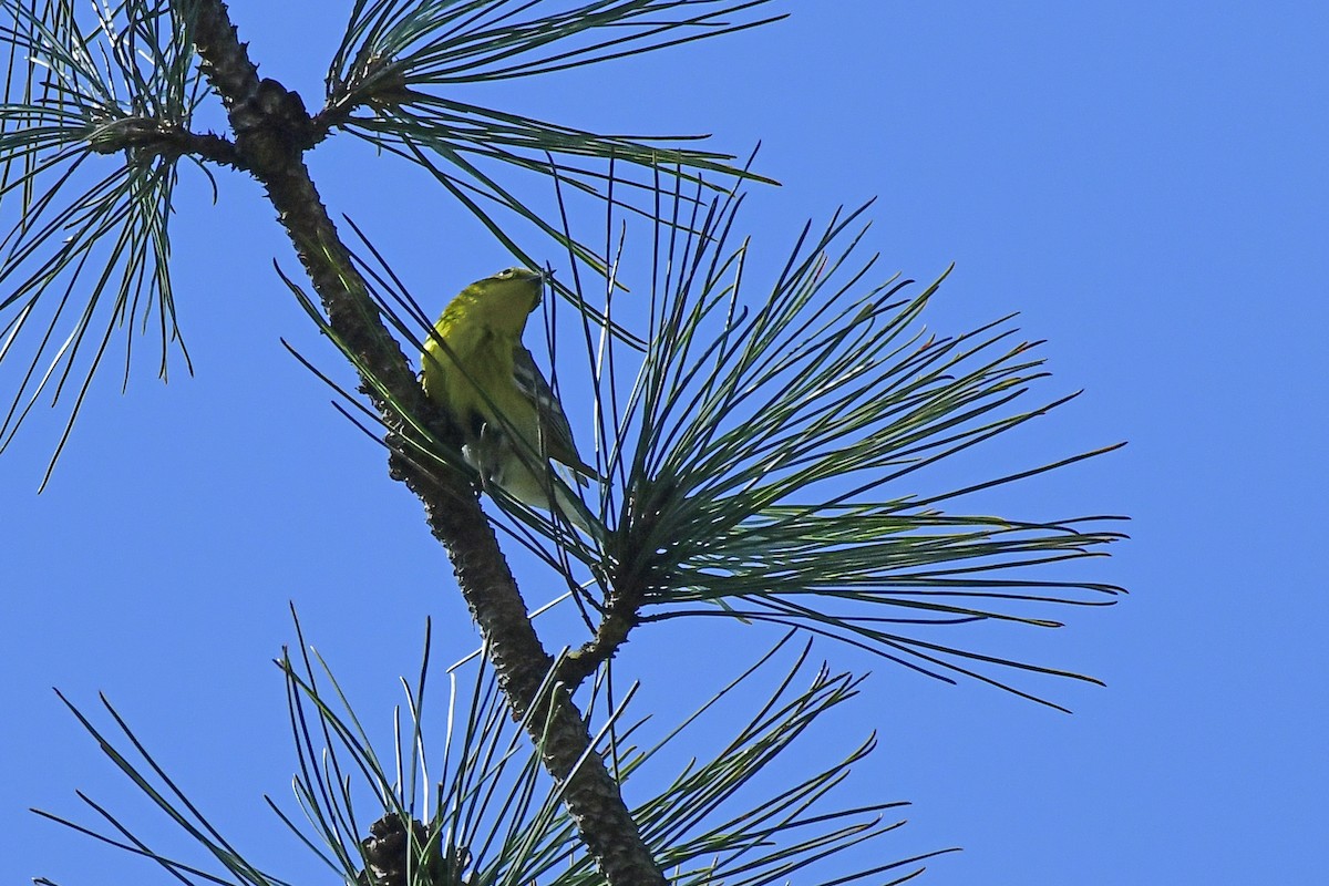 Pine Warbler - ML438293491